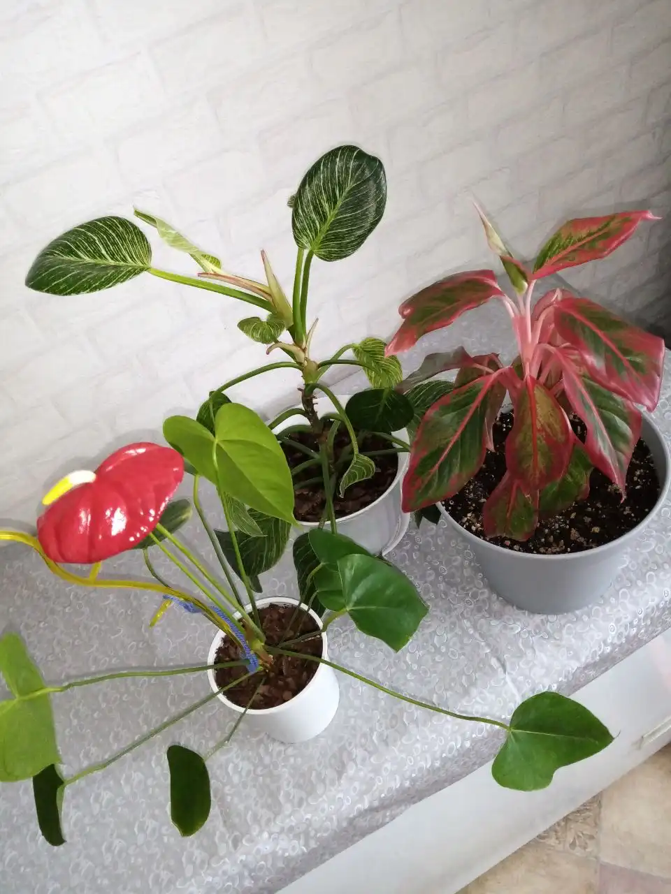 Комнатные растения: Филодендрон Биркин, Антуриум Арион, Аглаонема - Комнатные растения (Хобби и отдых) в Оренбург