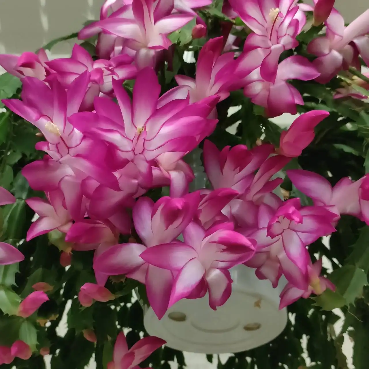 Продажа укоренённых сегментов Шлюмбергеры в Оренбурге - Комнатные растения (Хобби и отдых) в Оренбург