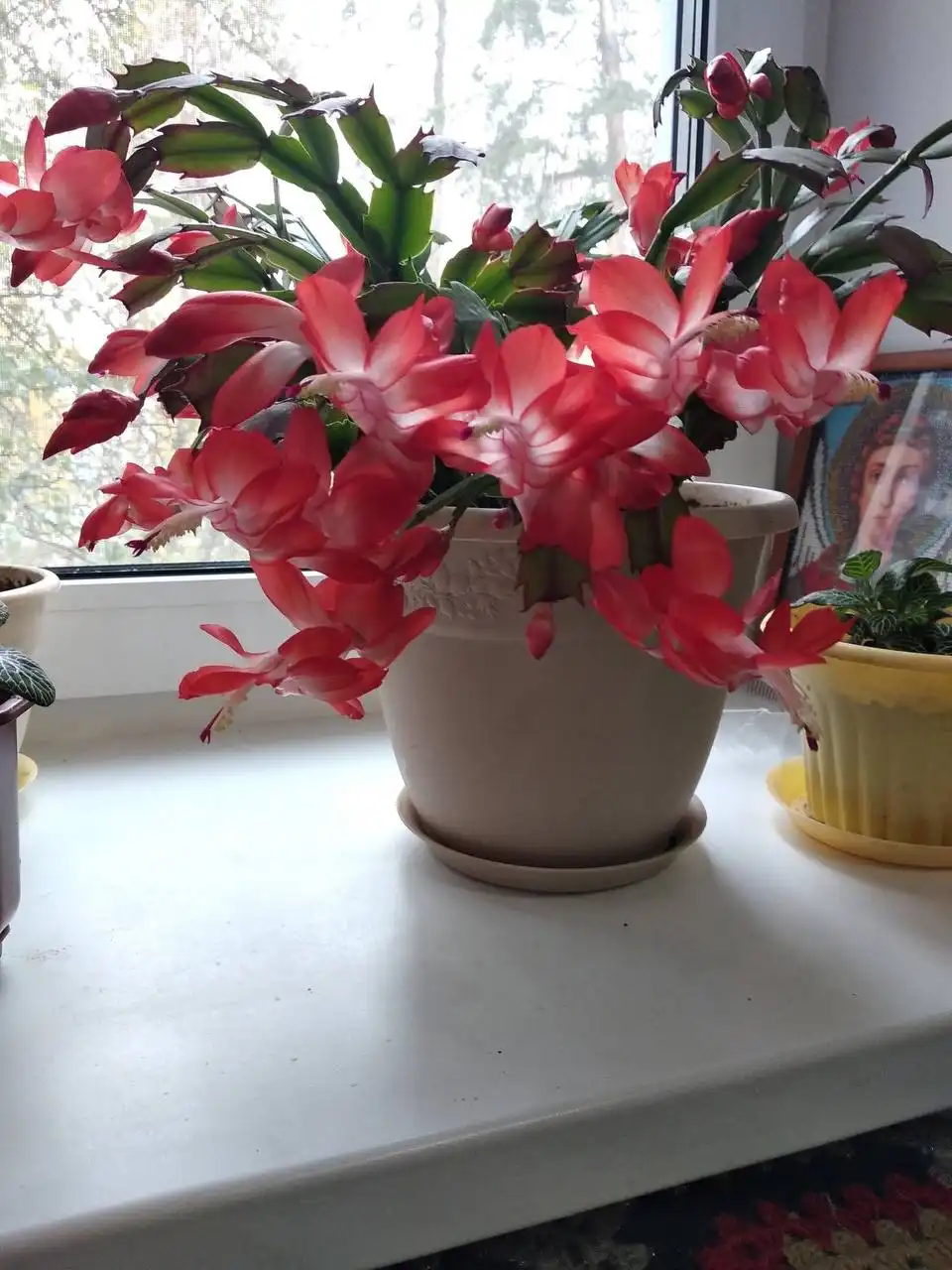Продажа укоренённых сегментов Шлюмбергеры в Оренбурге - Комнатные растения (Хобби и отдых) в Оренбург