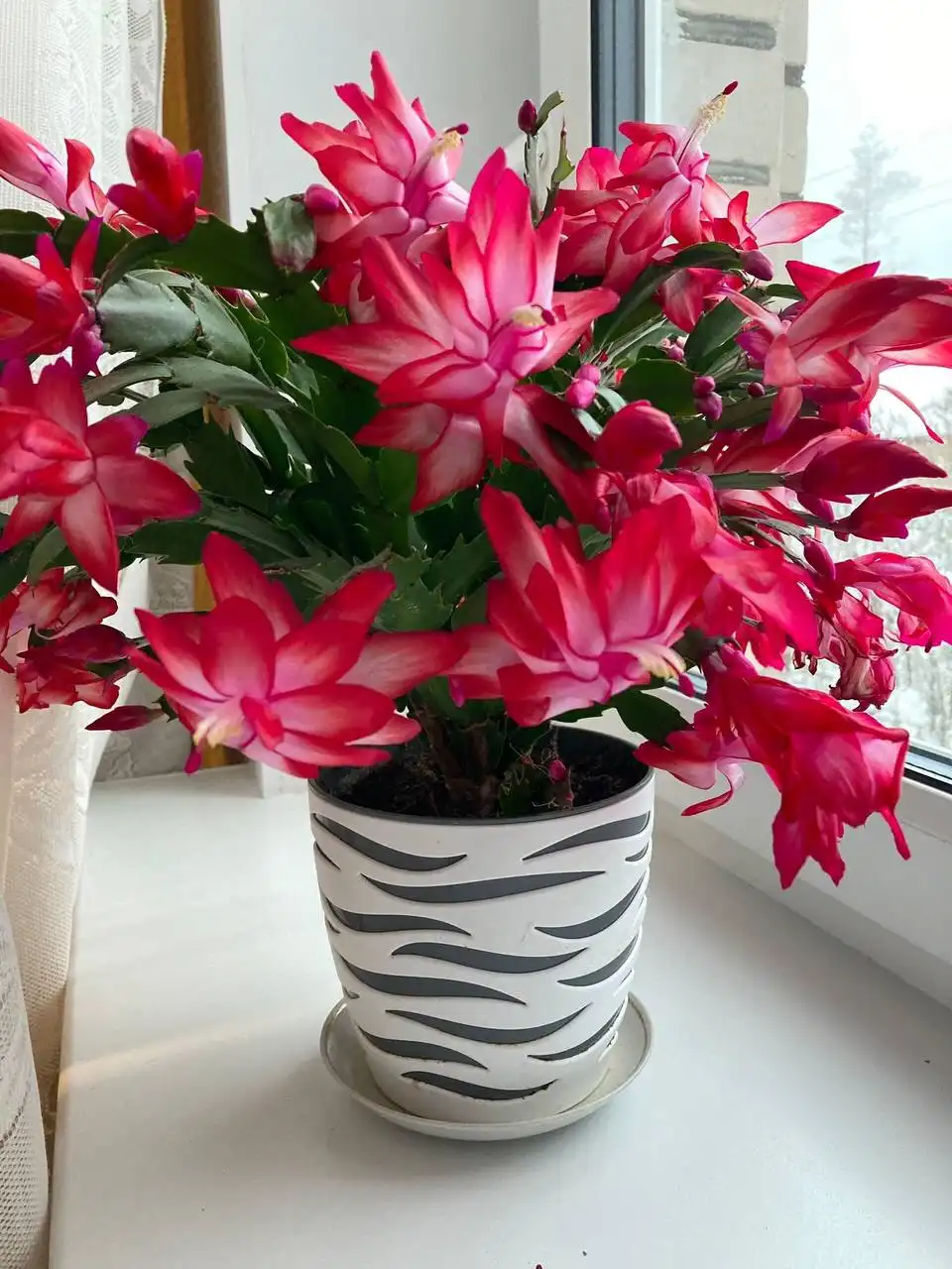 Продажа укоренённых сегментов Шлюмбергеры в Оренбурге - Комнатные растения (Хобби и отдых) в Оренбург