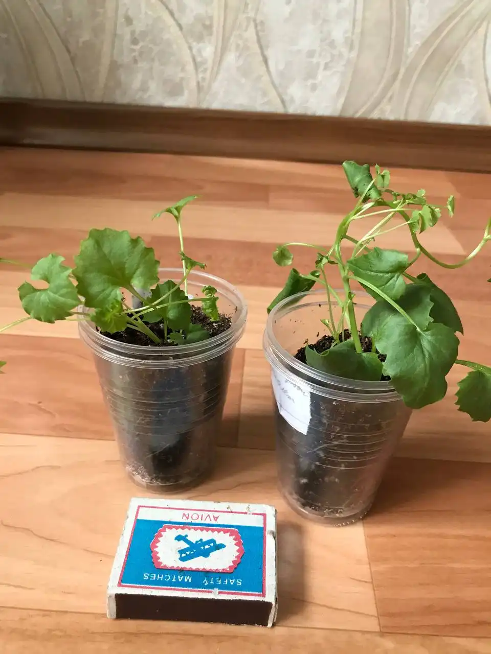 Кампанулы укоренённые черенки - Комнатные растения (Хобби и отдых) в Оренбург