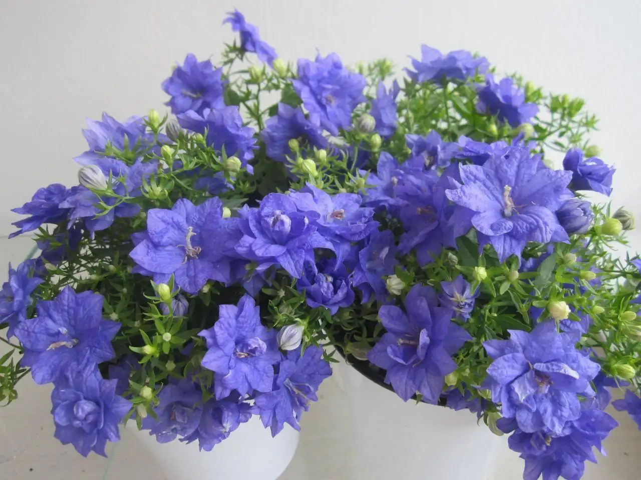 Кампанулы укоренённые черенки - Комнатные растения (Хобби и отдых) в Оренбург