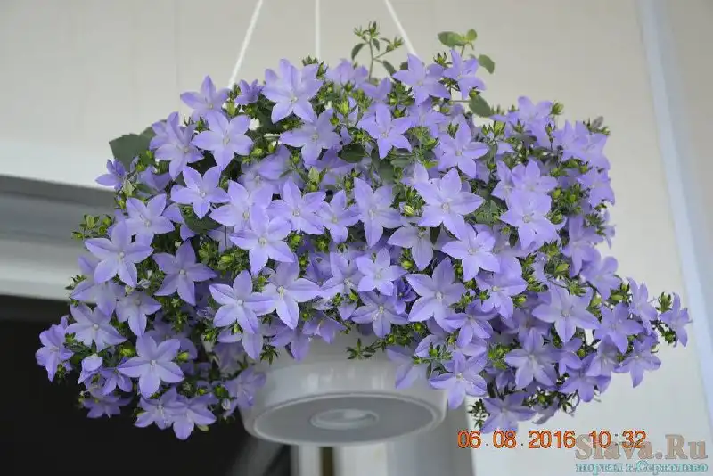 Кампанулы укоренённые черенки - Комнатные растения (Хобби и отдых) в Оренбург