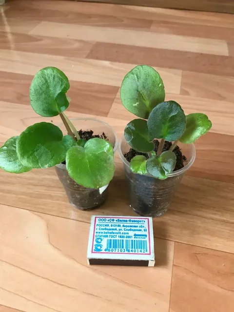 Продажа деток фиалок - Танцы в Оренбург