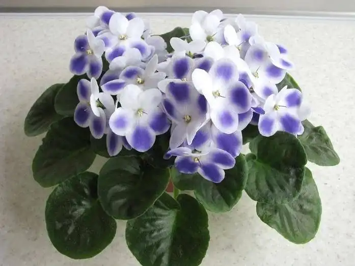 Продажа деток фиалок - Комнатные растения (Хобби и отдых) в Оренбург