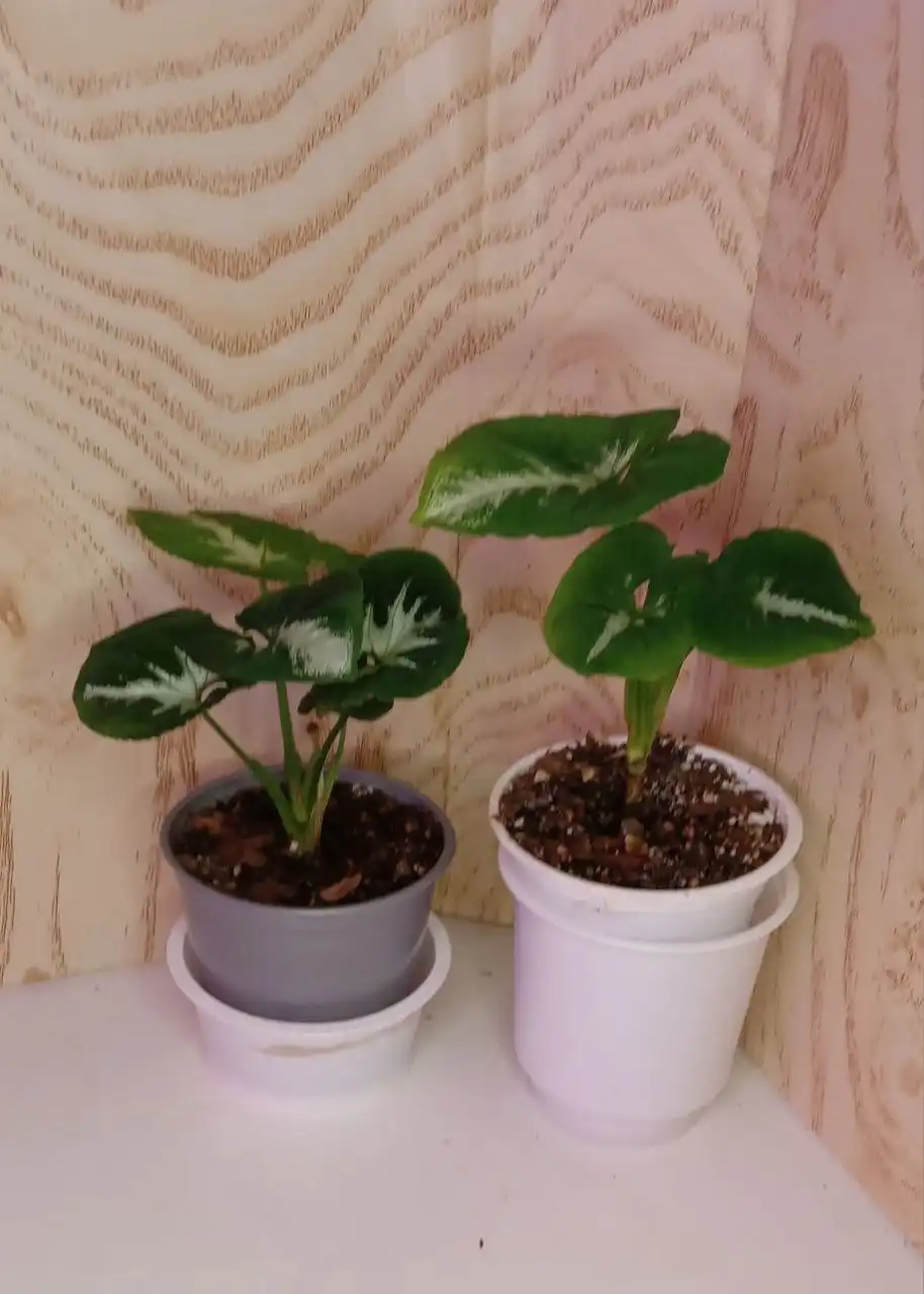 Сингониумы Ветланда и Кристмас комнатные растения - Комнатные растения (Хобби и отдых) в Оренбург