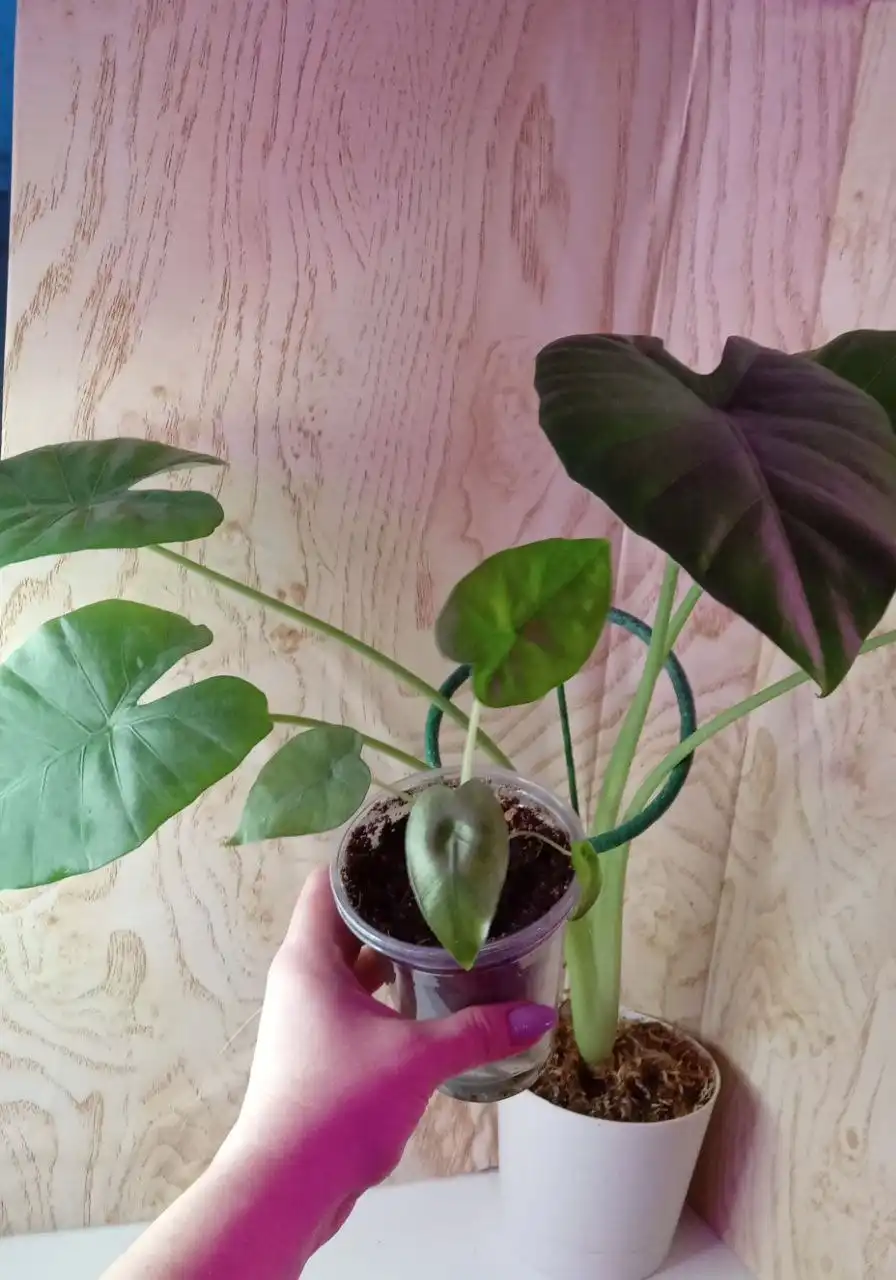 Алоказия душистая на фоне мамы - Комнатные растения (Хобби и отдых) в Оренбург