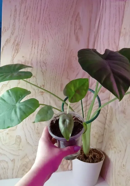 Алоказия душистая на фоне мамы - Танцы в Оренбург