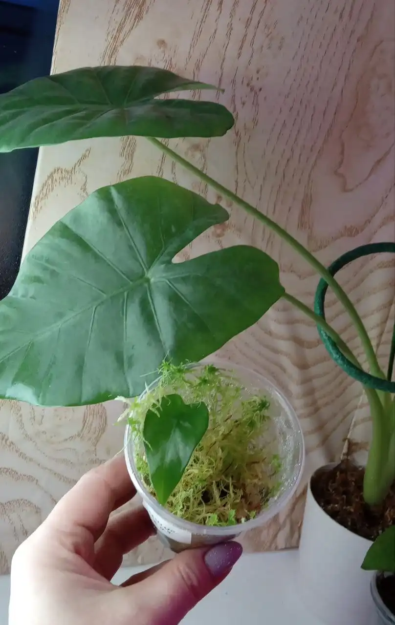 Алоказия душистая на фоне мамы - Комнатные растения (Хобби и отдых) в Оренбург
