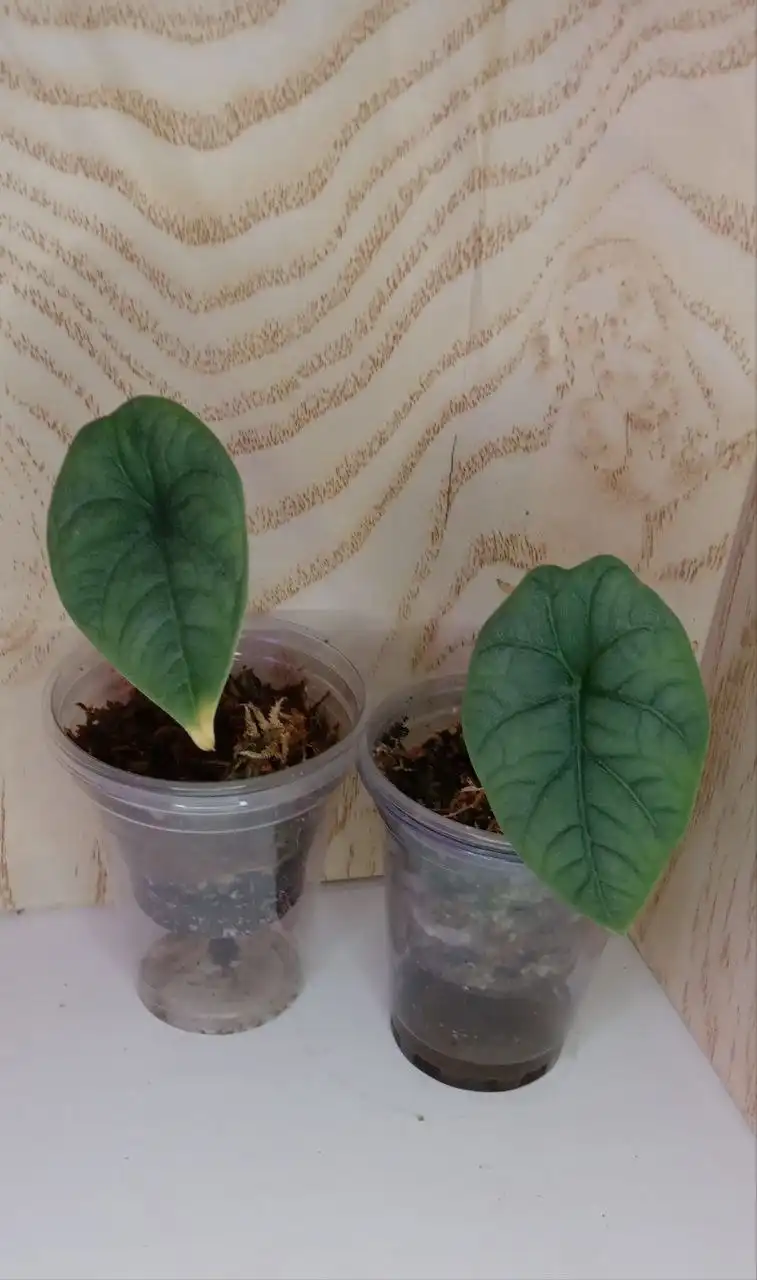 Продажа Алоказии Мело - Комнатные растения (Для дома и дачи) в Оренбург