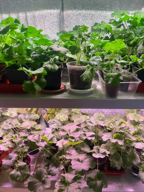 Продажа сортовых пеларгоний в Оренбурге - Танцы в Оренбург