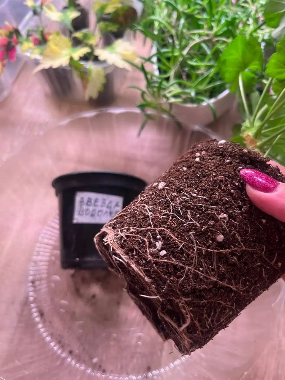 Продажа сортовых пеларгоний в Оренбурге - Комнатные растения (Хобби и отдых) в Оренбург