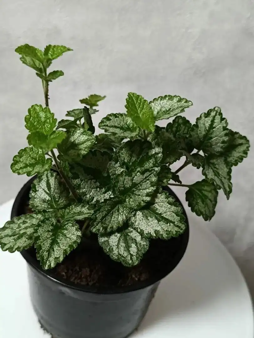 Продажа саженцев Яснотки зеленчуковой (Ламиаструм) - Растения (Для дома и дачи) в Оренбург