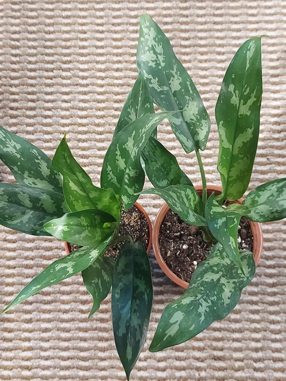 Продаётся аглоанема Сан Ремо - Комнатные растения (Хобби и отдых) в Оренбург