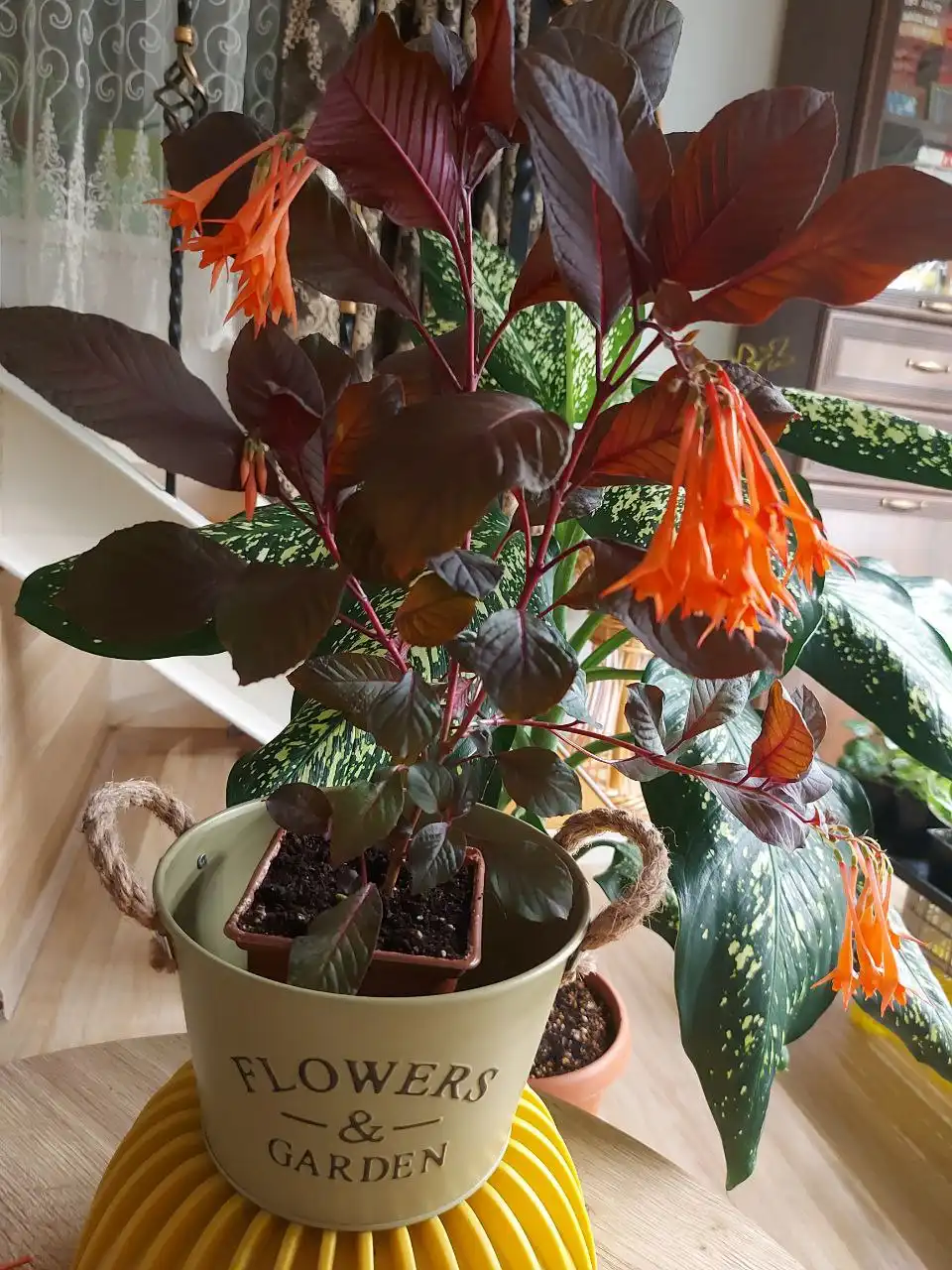 Продаётся фуксия - Комнатные растения (Хобби и отдых) в Оренбург