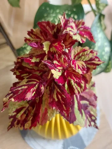 Продам колеус Фейерверк - Картины в Оренбург