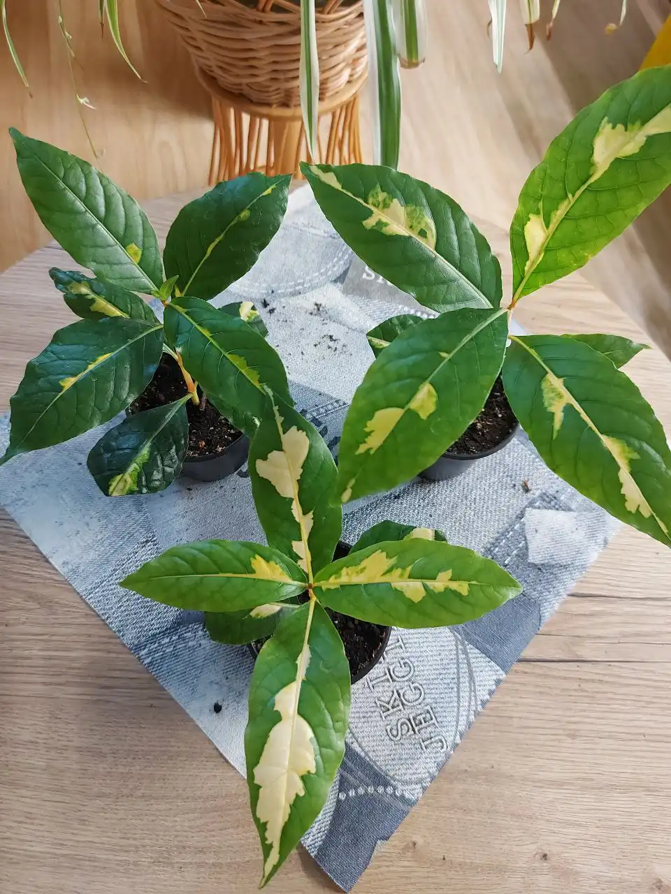 Продажа саженцев граптофиллума в Оренбурге - Комнатные растения (Хобби и отдых) в Оренбург