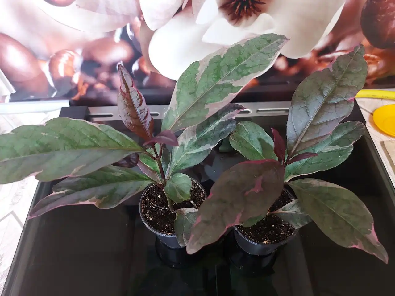 Продажа саженцев псевдоэрантемума - Комнатные растения (Хобби и отдых) в Оренбург