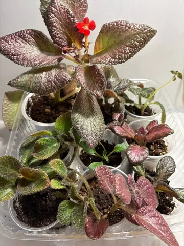 Набор эписций из 9 сортов - Танцы в Оренбург