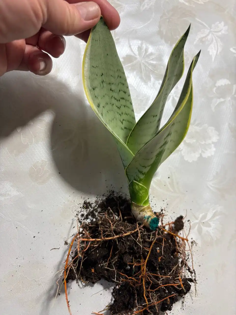 Сансевиерия Ханни Крем в горшке - Комнатные растения (Хобби и отдых) в Оренбург