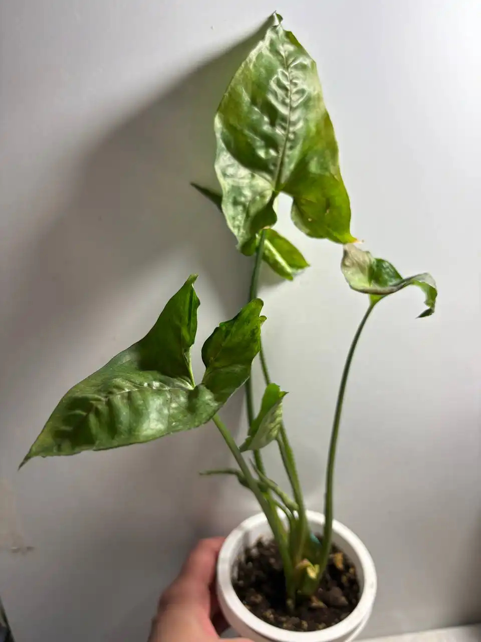 Сингониум Кристмас - Комнатные растения (Барахолка) в Оренбург