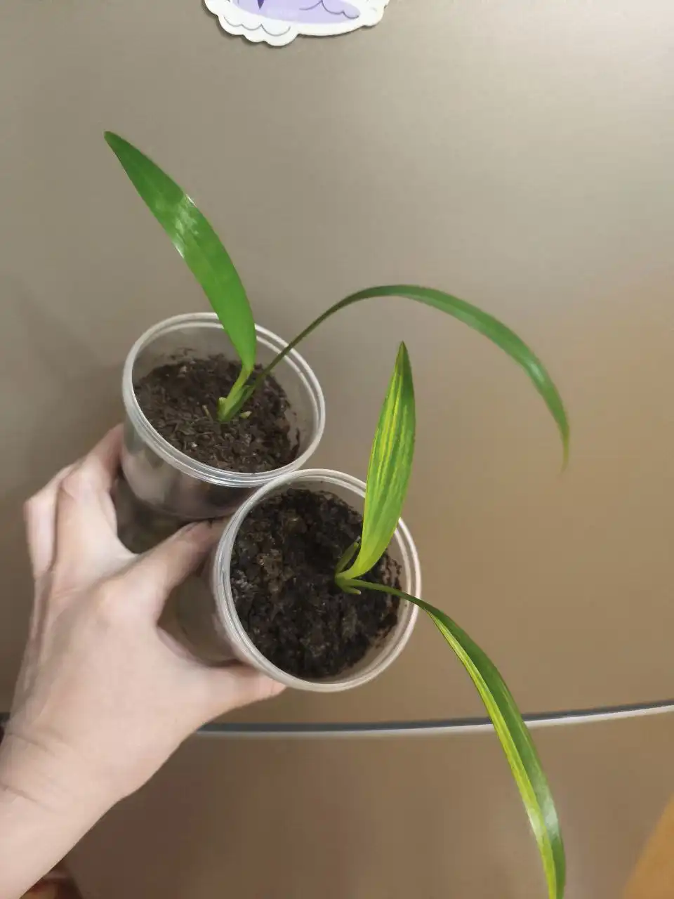 Хлорофитум Шарлотта малыши в активном росте - Комнатные растения (Хобби и отдых) в Оренбург