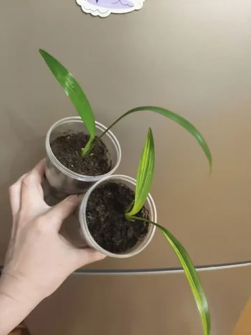 Хлорофитум Шарлотта малыши в активном росте - Танцы в Оренбург