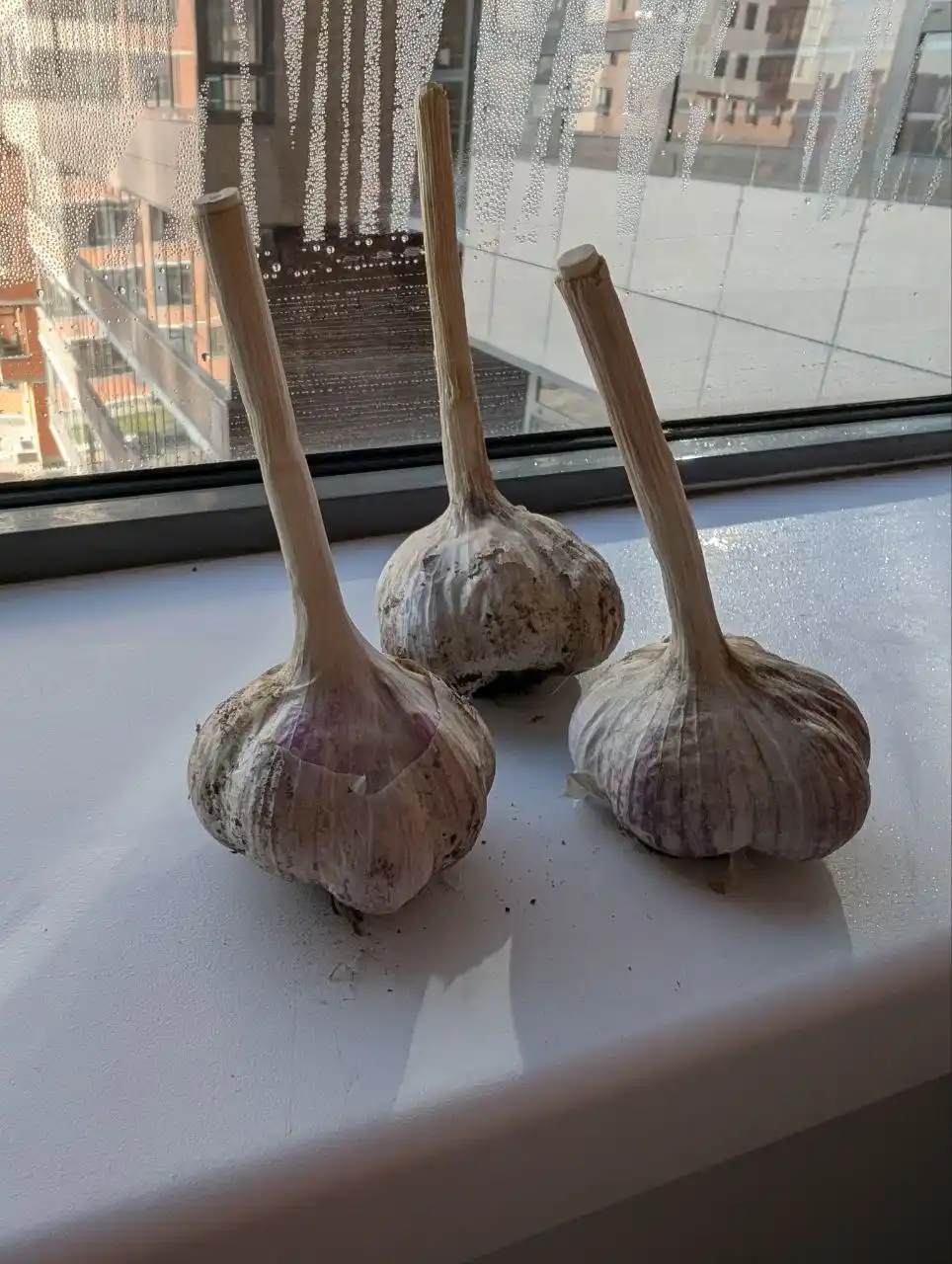 Чеснок домашний