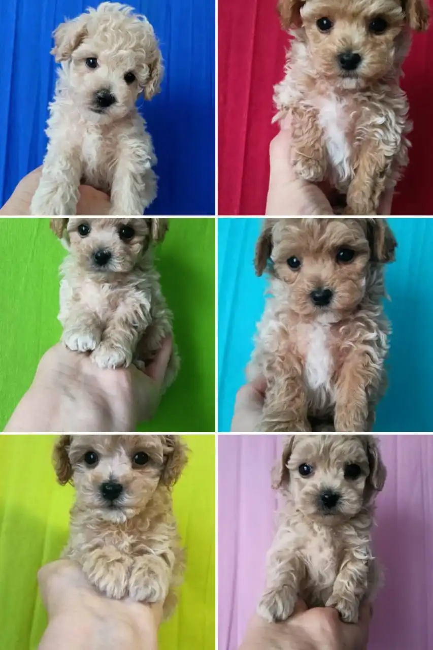 Раннее бронирование щенков мальтипу