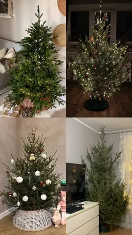 Свежие елочки к Новому году - Хобби и отдых в Новосибирск