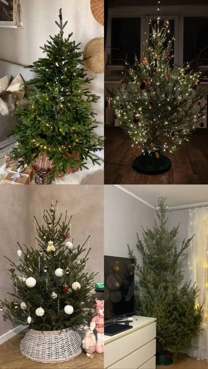 Свежие новогодние елочки и пихты с доставкой