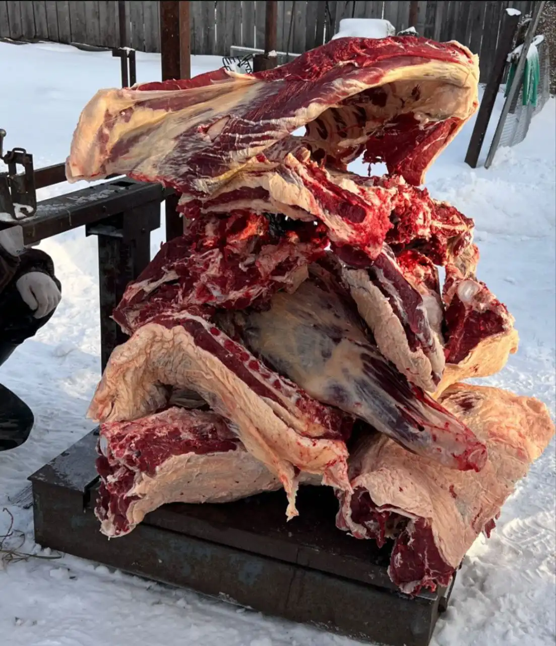 Домашняя тушенка из телятины