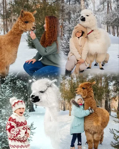 Фотодень с альпакой - Хобби и отдых в Новосибирск