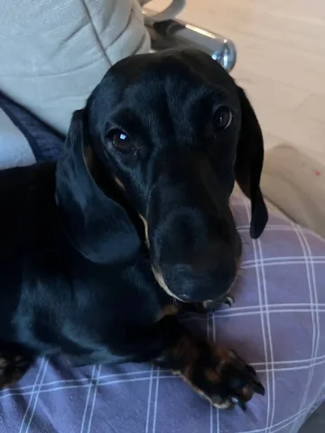 Щенок таксы 8 месяцев для семьи - частное объявление в Новосибирск