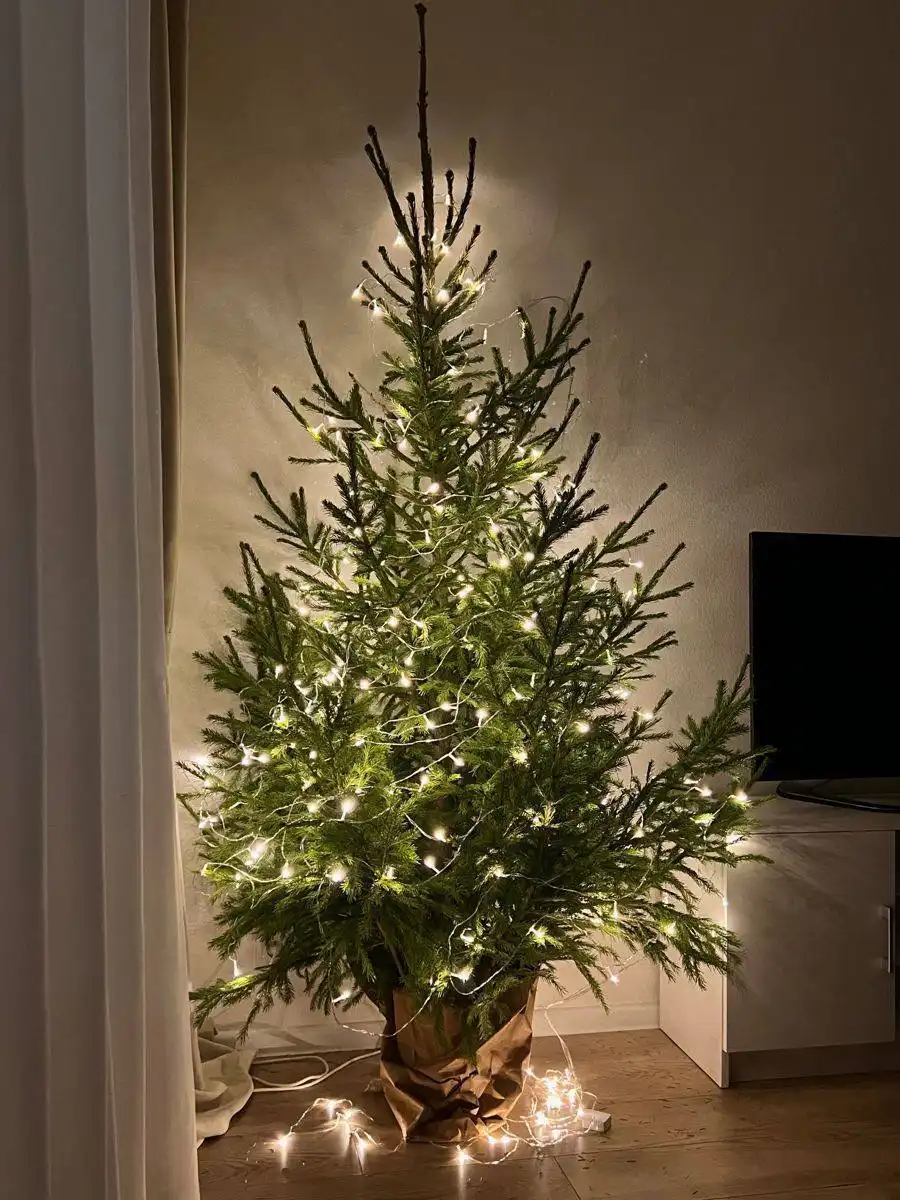 Настоящие Новогодние ели с доставкой