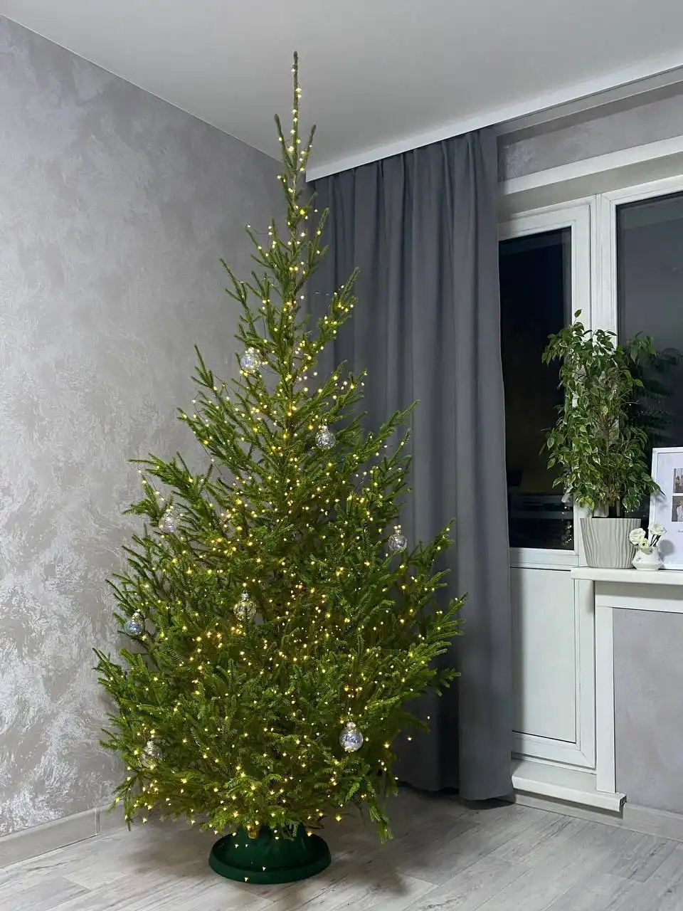 Настоящие Новогодние ели с доставкой