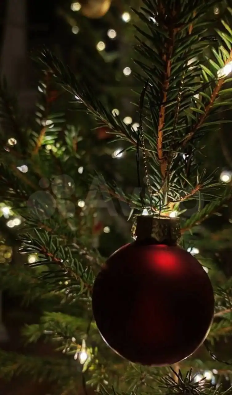 Настоящие Новогодние ели с доставкой