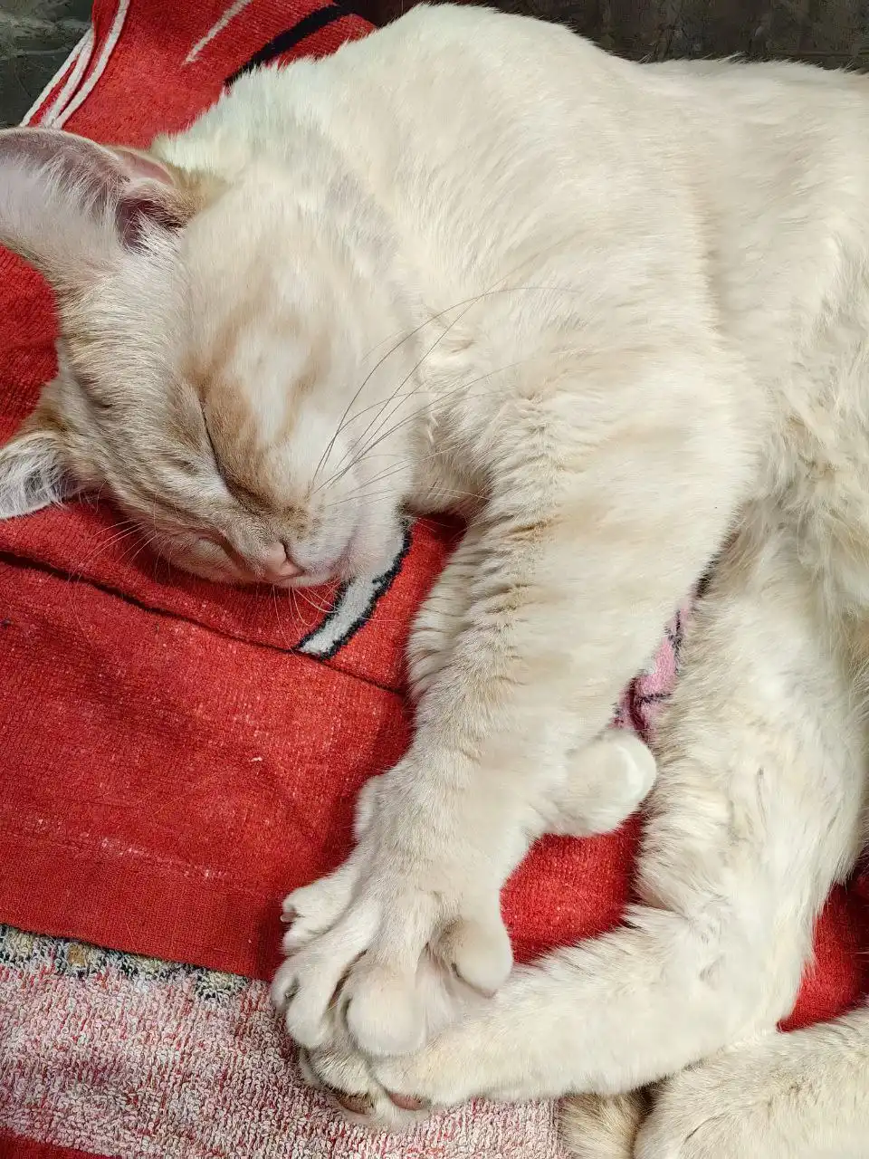 Срочно ищем новых хозяев для породистого кота