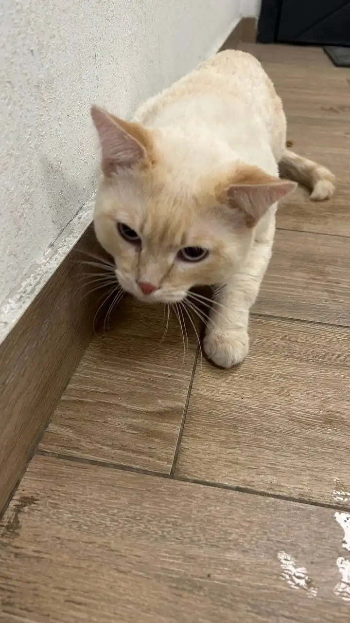 Срочно ищем новых хозяев для породистого кота