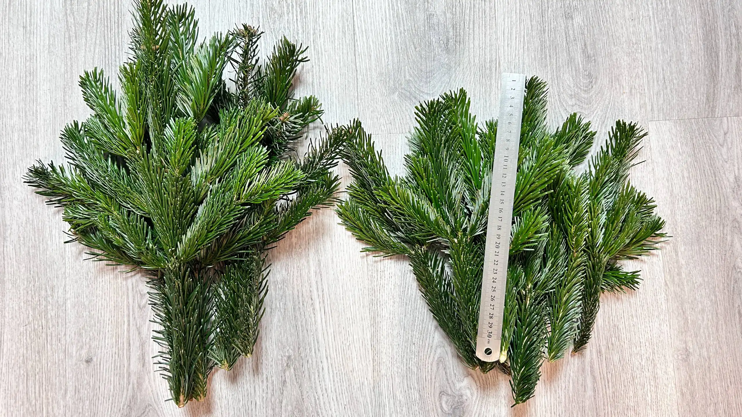 Веточки Пихты Нордмана