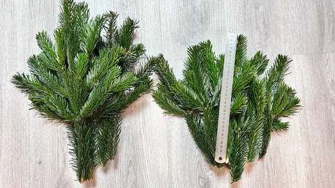 Веточки Пихты Нордмана - Хобби и отдых в Новосибирск