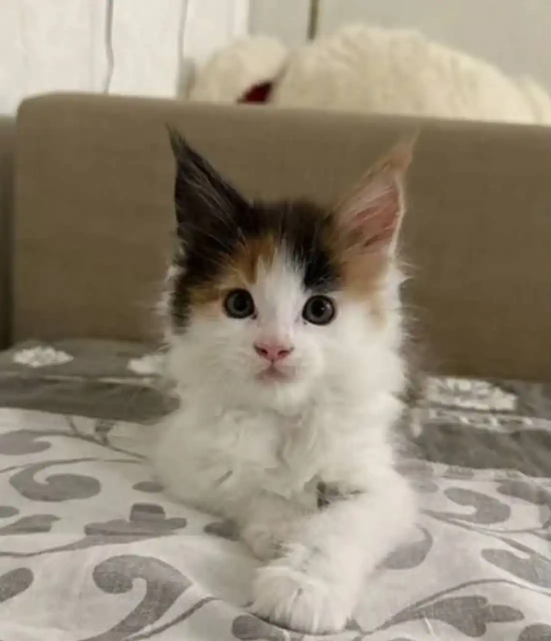 Продам девочку породы мейн-кун