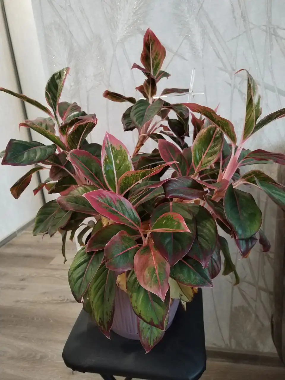 Продам Аглаонему