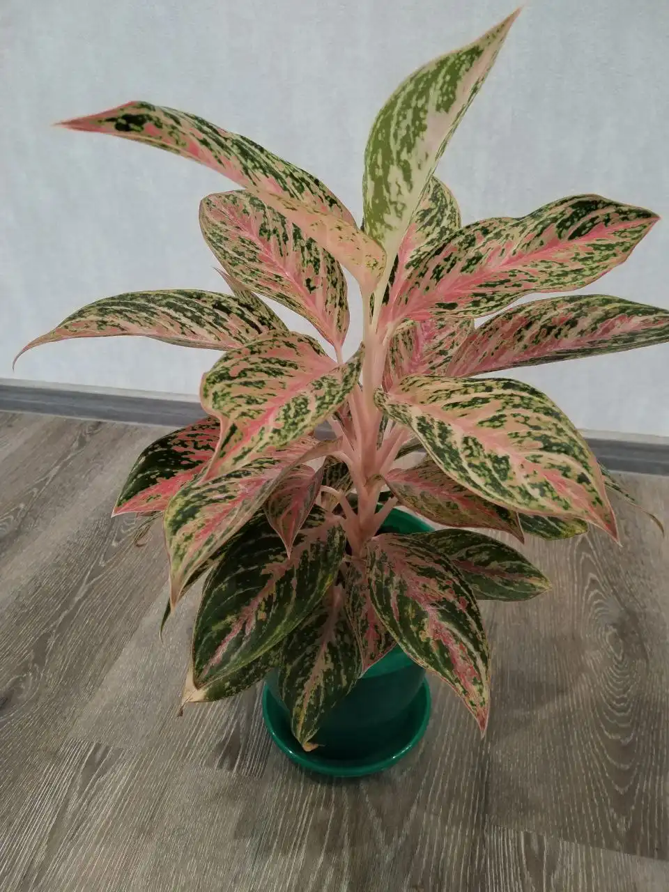 Продам Аглаонему