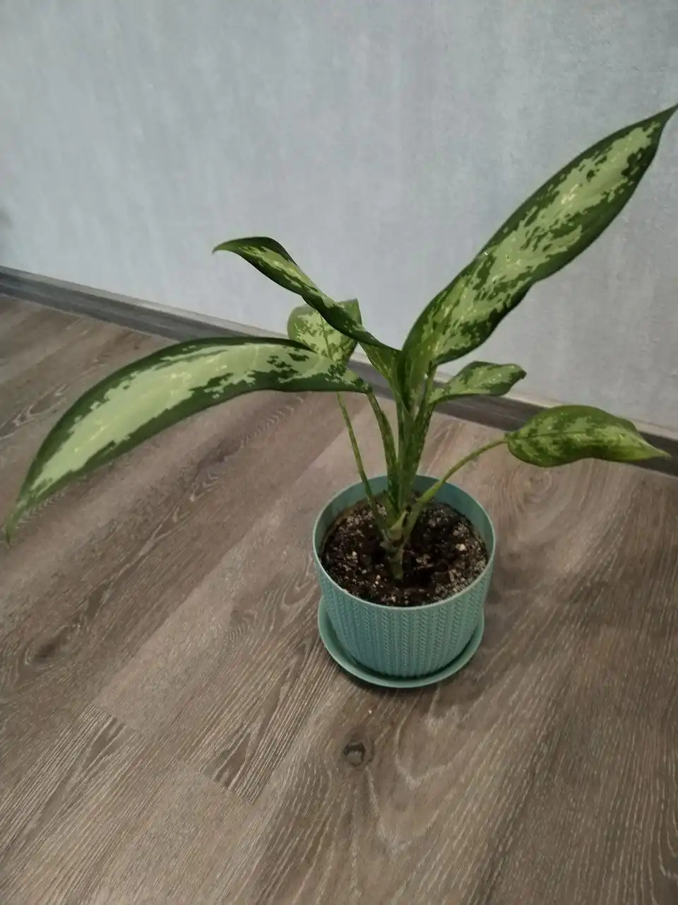 Продажа Аглаонемы