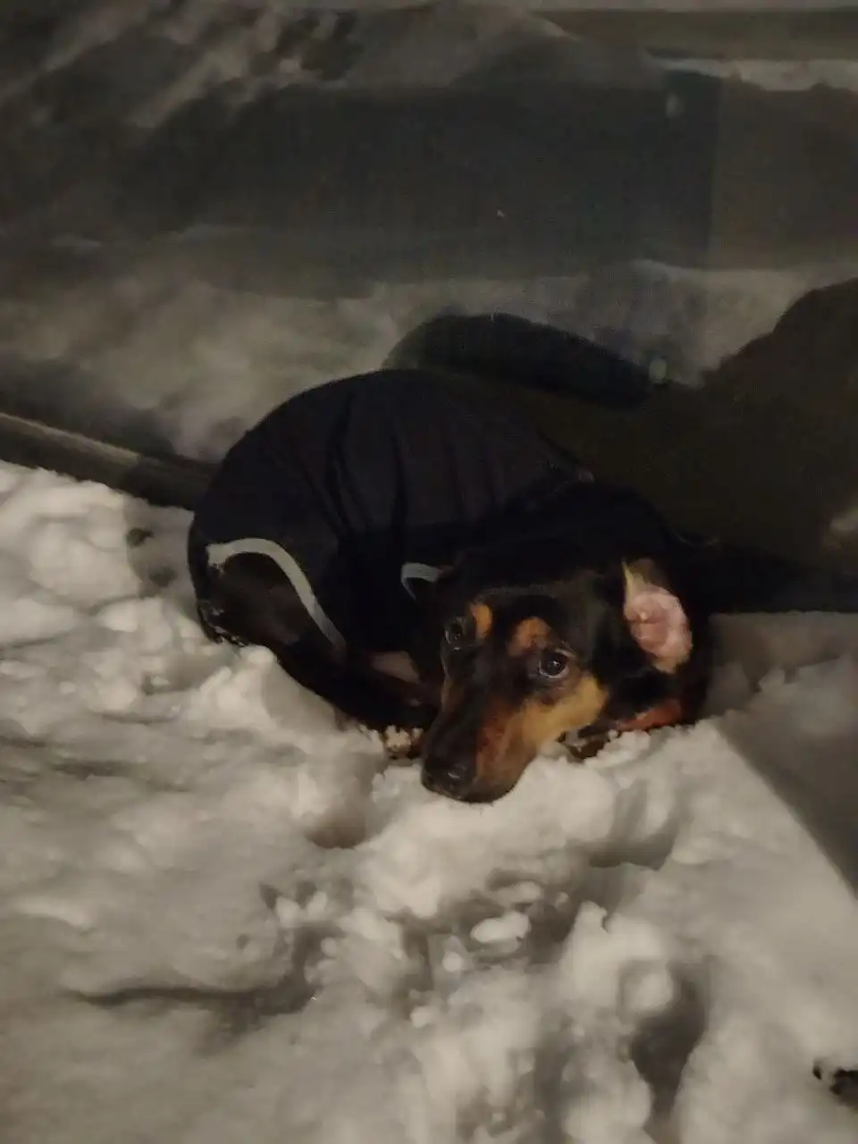 Потерялся кот в комбинезоне