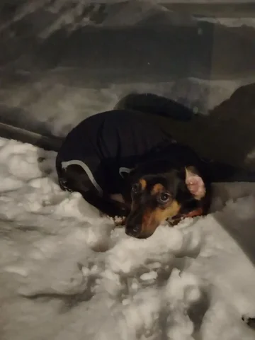 Потерялся кот в комбинезоне - Животные в Новосибирск