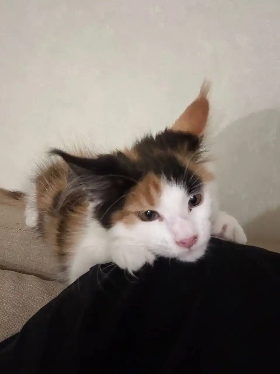 Продажа котенка мейн-кун - Кошки (Животные) в Новосибирск