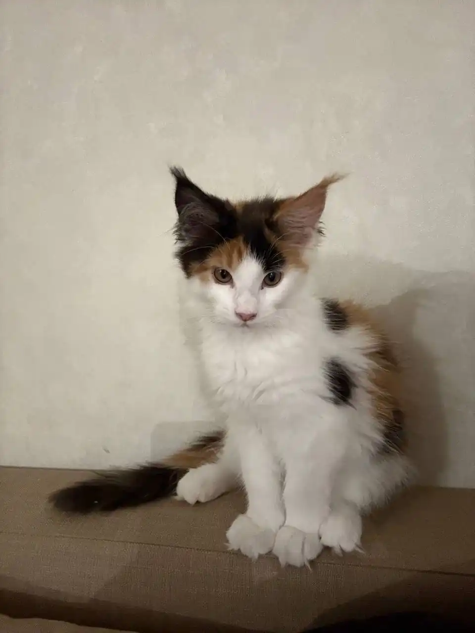 Продажа котенка мейн-кун - Кошки (Животные) в Новосибирск