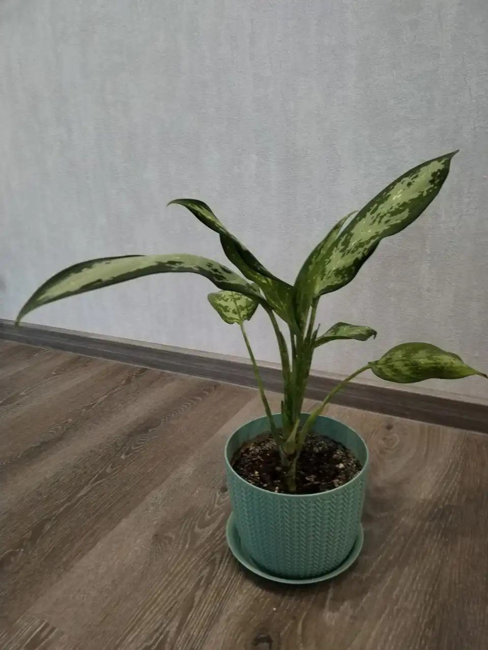 Аглаонема в Новосибирске - Растения (Хобби и отдых) в Новосибирск